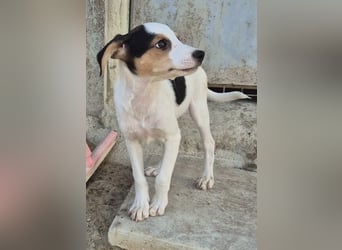 Cosmo, Raus aus dem Tierheim, hinein ins Glück