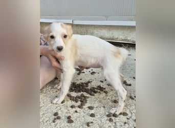 Wanda, Eine kleine Entdeckerin sucht ihr Zuhause