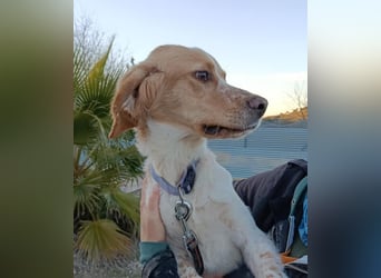 Fenix, fast verhungert