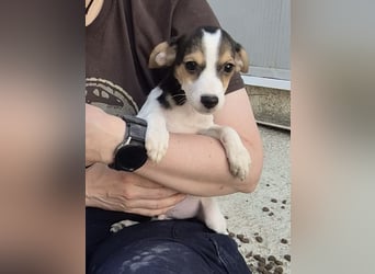 Robin, Ein Herz auf vier Pfoten sucht sein Glück