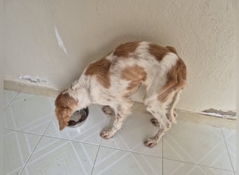 Fenix, fast verhungert