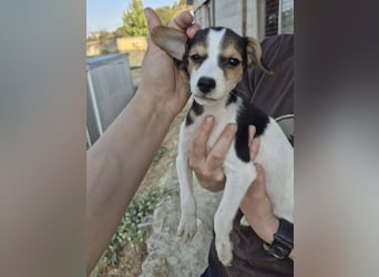 Robin, Ein Herz auf vier Pfoten sucht sein Glück