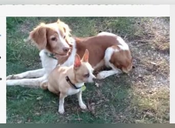 Dama & Coco - Ihr Zuhause haben sie verloren, aber einander dürfen sie niemals verlieren