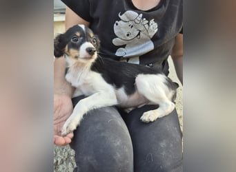 Batman, klein neugierig und voller Lebensfreude