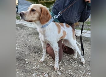 Fenix, fast verhungert