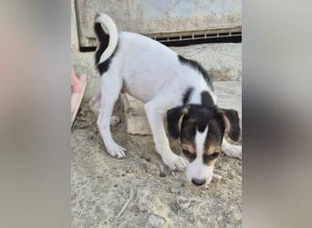 Robin, Ein Herz auf vier Pfoten sucht sein Glück
