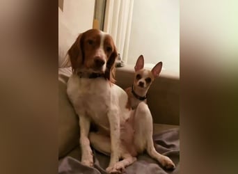 Dama & Coco - Ihr Zuhause haben sie verloren, aber einander dürfen sie niemals verlieren