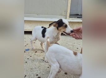 Cosmo, Raus aus dem Tierheim, hinein ins Glück