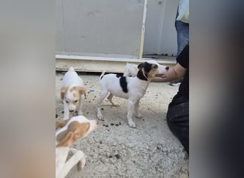Cosmo, Raus aus dem Tierheim, hinein ins Glück