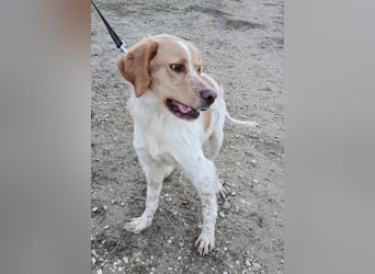 Fenix, fast verhungert