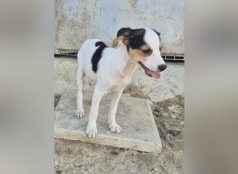 Cosmo, Raus aus dem Tierheim, hinein ins Glück