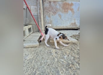 Robin, Ein Herz auf vier Pfoten sucht sein Glück