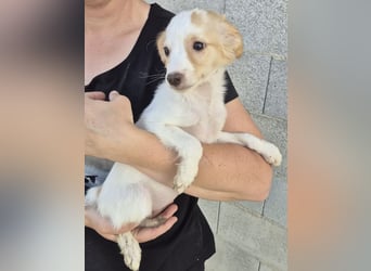 Wanda, Eine kleine Entdeckerin sucht ihr Zuhause