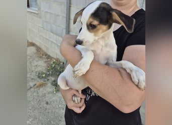 Cosmo, Raus aus dem Tierheim, hinein ins Glück