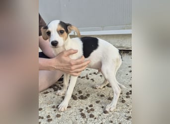 Cosmo, Raus aus dem Tierheim, hinein ins Glück