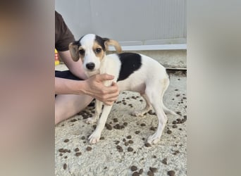 Cosmo, Raus aus dem Tierheim, hinein ins Glück