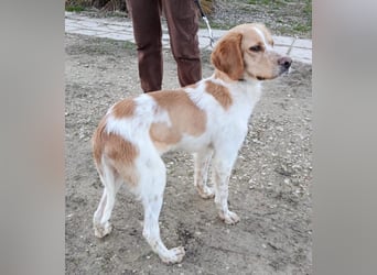 Fenix, fast verhungert