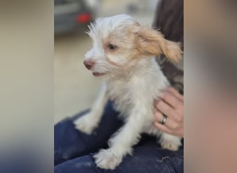 Aslan , Kleiner Herzensbrecher sucht sein Für-immer-Zuhause