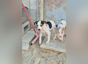 Cosmo, Raus aus dem Tierheim, hinein ins Glück