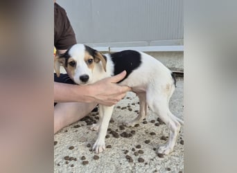 Cosmo, Raus aus dem Tierheim, hinein ins Glück