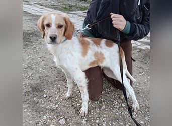 Fenix, fast verhungert