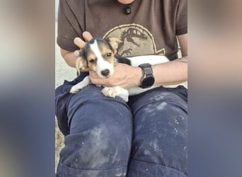 Robin, Ein Herz auf vier Pfoten sucht sein Glück