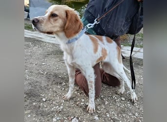 Fenix, fast verhungert