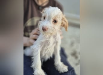 Aslan , Kleiner Herzensbrecher sucht sein Für-immer-Zuhause