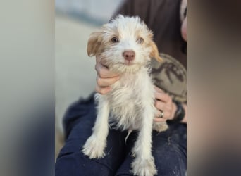 Aslan , Kleiner Herzensbrecher sucht sein Für-immer-Zuhause