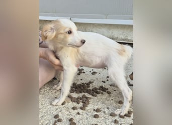Wanda, Eine kleine Entdeckerin sucht ihr Zuhause