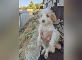 Aslan , Kleiner Herzensbrecher sucht sein Für-immer-Zuhause