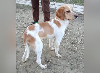 Fenix, fast verhungert