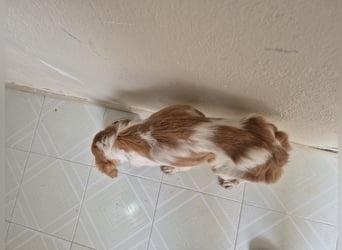 Fenix, fast verhungert