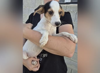 Cosmo, Raus aus dem Tierheim, hinein ins Glück