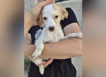 Wanda, Eine kleine Entdeckerin sucht ihr Zuhause