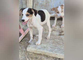 Cosmo, Raus aus dem Tierheim, hinein ins Glück