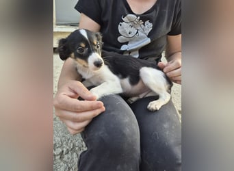 Batman, klein neugierig und voller Lebensfreude
