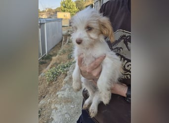 Aslan , Kleiner Herzensbrecher sucht sein Für-immer-Zuhause
