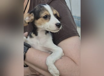 Robin, Ein Herz auf vier Pfoten sucht sein Glück