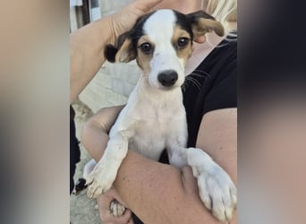 Cosmo, Raus aus dem Tierheim, hinein ins Glück