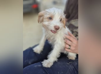 Aslan , Kleiner Herzensbrecher sucht sein Für-immer-Zuhause