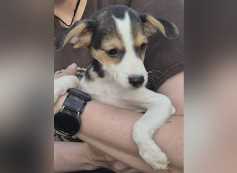 Robin, Ein Herz auf vier Pfoten sucht sein Glück