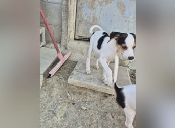 Cosmo, Raus aus dem Tierheim, hinein ins Glück