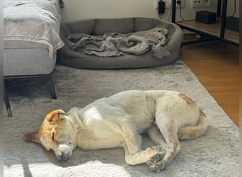 Traumhund Doby sucht seine Familie!