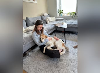 Traumhund Doby sucht seine Familie!