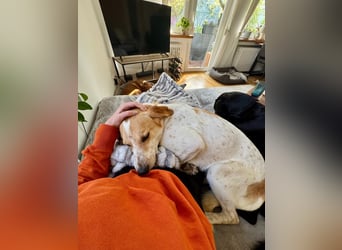 Traumhund Doby sucht seine Familie!