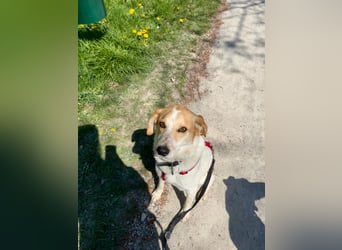 Traumhund Doby sucht seine Familie!