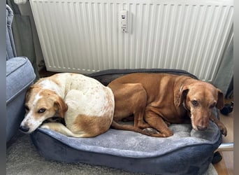 Traumhund Doby sucht seine Familie!