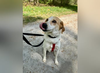 Traumhund Doby sucht seine Familie!