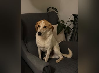 Traumhund Doby sucht seine Familie!